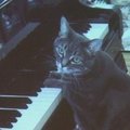 Kartu su Klaipėdos kameriniu orkestru grojo katė Nora