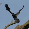 V. Mazuronis pasisako už kormoranų medžioklę