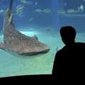Pietų Korėjos akvariumas atsiprašė už bangininio ryklio žūtį