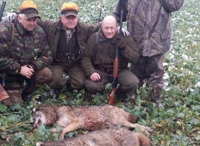 Šiaulių regione vilkų medžioklė jau baigta