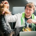 Programuotojams Lietuvoje padeda dirbti ir šunys