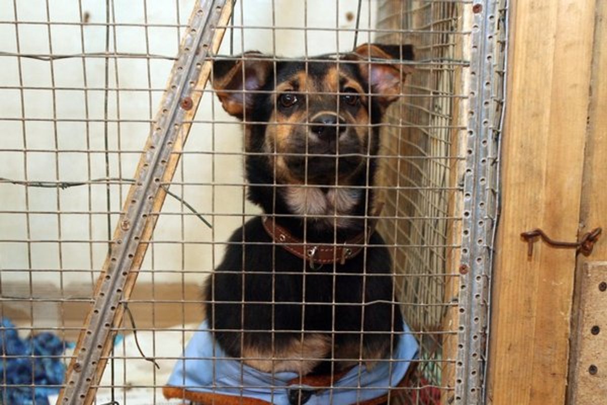 Padegta gyvūnų prieglauda atsigauna padedama žmonių - Delfi grynas