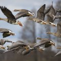 Lietuvoje per pastaruosius 20 metų paukščių sumažėjo beveik perpus – aplinkosaugininkai dėl to kaltina ūkininkus