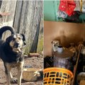 Šiaulių rajone – siaubingos gyvūnų laikymo sąlygos: net 12 keturkojų gyveno it sąvartyne