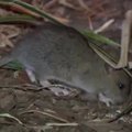 Niujorkas skelbia karą graužikams: paskirta žiurkių naikintoja