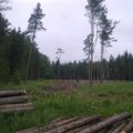 Seimas paspartino valstybinių miškų kirtimą?