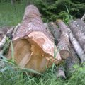 Siūloma panaikinti Generalinę miškų urėdiją