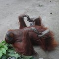 Orangutanams įsteigta speciali mokykla