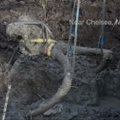 Mičigano ūkininkas iškasė gauruotojo mamuto kaulus