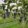 Vynuogynai Lietuvoje: plotai ir populiariausios veislės