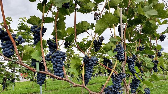 Vynuogynai Lietuvoje: plotai ir populiariausios veislės