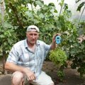 Neįtikėtina sėkmė: lietuvis užaugino gigantišką vynuogių kekę