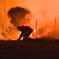 Jautri akimirka: vyras gelbsti kiškį iš Kalifornijoje siaučiančio gaisro