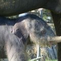 Po beveik dvejų metų Britanijos zoologijos sode dramblio patelė susilaukė palikuonio