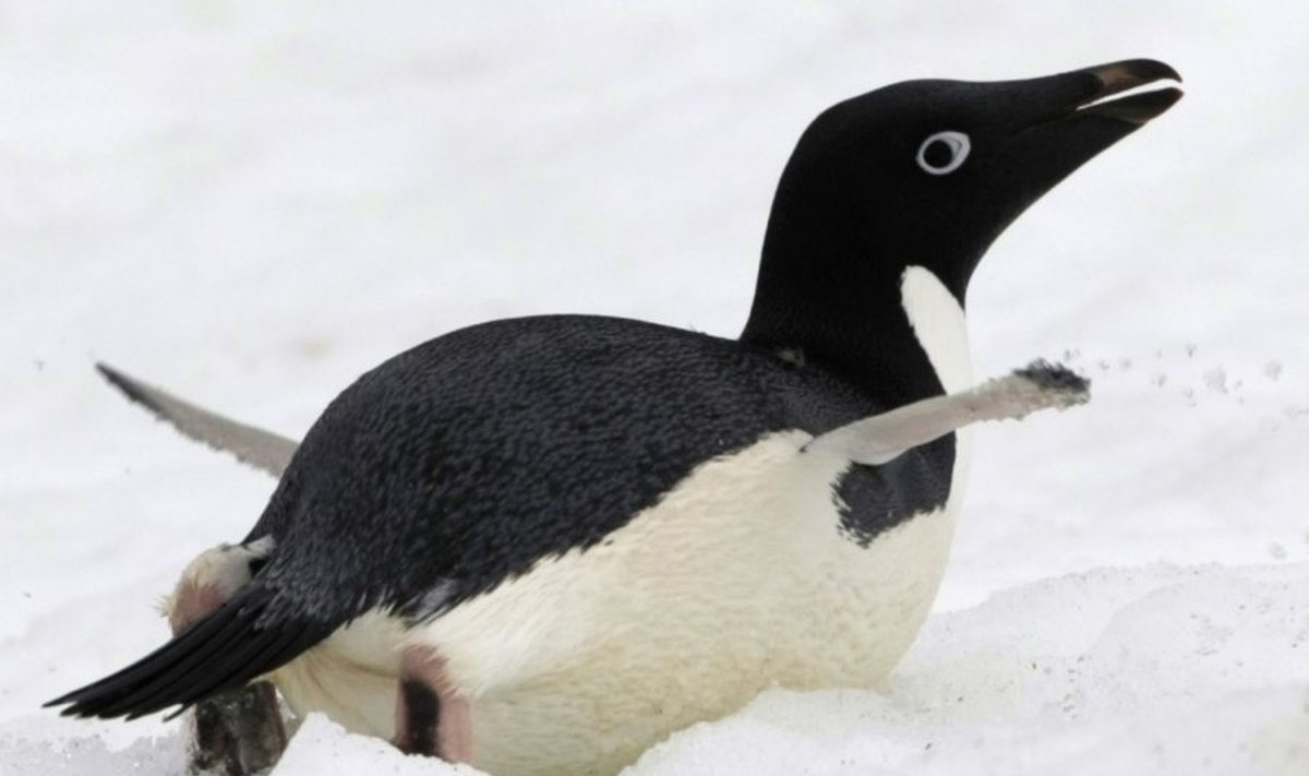 Pingvinas Antarktidoje