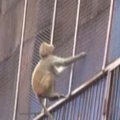 Agresyvios beždžionės kelia rūpesčių Indijos gyventojams