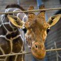 Kopenhagos zoologijos sodo darbuotojai po žirafos nužudymo sulaukė grasinimų susidoroti