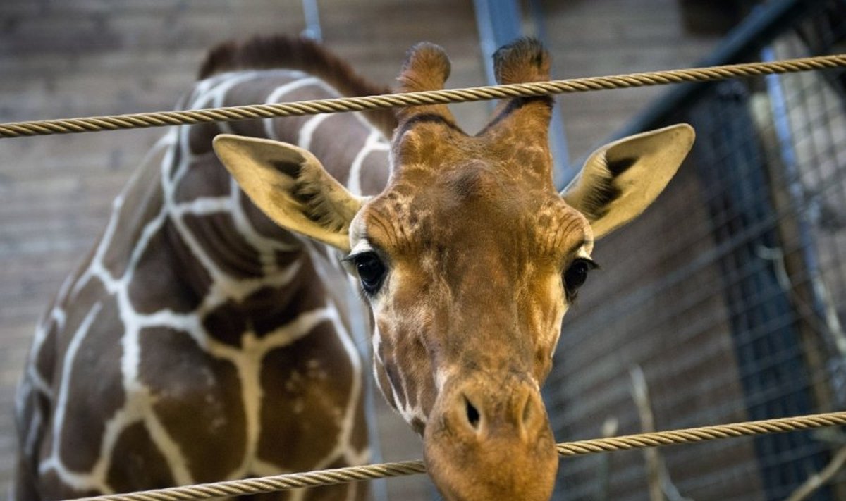 Sveikas žirafos patinėlis užmuštas Kopenhagos zoologijos sode