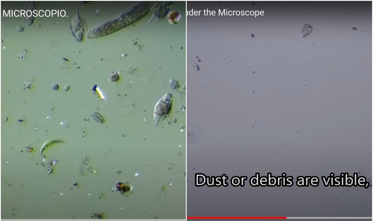 Vaizdas pro mikroskopą: kairėje - vandens telkinio vanduo, dešinėje - vanduo iš čiaupo Los Andžele