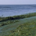 Jūros pakrantę Melnragėje nuklojo žali dumbliai