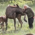 Norvegijoje zoologijos sodo prižiūrėtoja „įsivaikino“ briedį