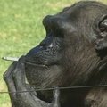 Žalingą įprotį turėjusi šimpanzė mirė sulaukusi 52 metų