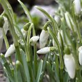 Kvepia pavasariu: pražydo pirmosios gamtos šauklės