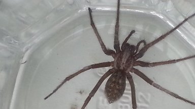 Po namus lakstantys didžiuliai vorai gali įvaryti baimės, bet gamtininkas siūlo nepanikuoti: pasakė, kaip juos išprašyti