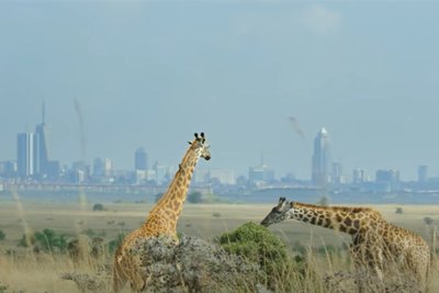 Žirafos