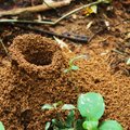 5 būdai atsikratyti skruzdėlių – neprireiks nė nuodų, viską rasite namuose