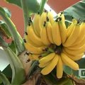 Panevėžyje išaugo 45 bananų kekė