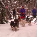 Šunų kinkinių pasirengimas maratonui Minesotoje iš arti