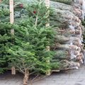 Kalėdinių medelių kainos jau paskelbtos – kai kur pabrango, populiarėja nuomos paslauga