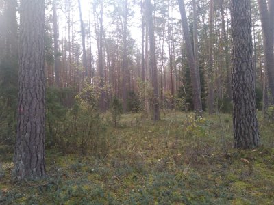 Kertinės miško buveinės Nemenčinės girininkijoje