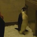 Naujojoje Zelandijoje po operacijos sveiksta iš Antarktidos atplaukęs pingvinas