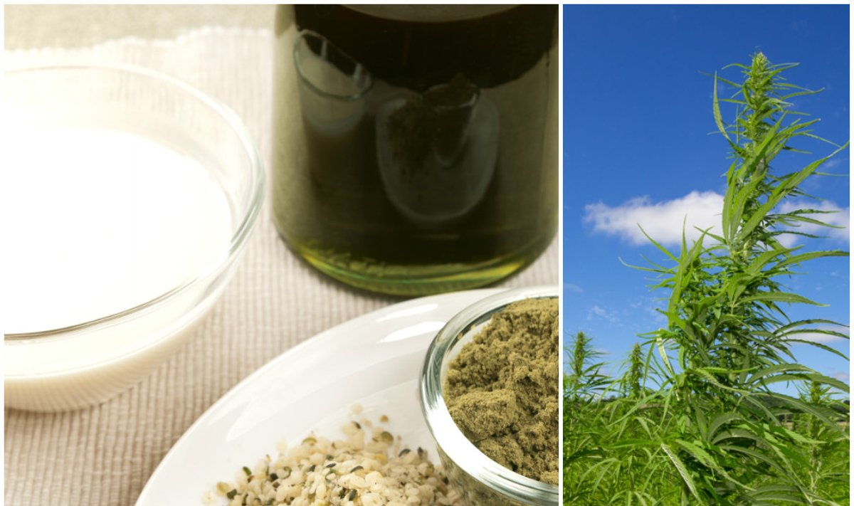 Kanapių sėklos, aliejus, pienas ir pluoštinės kanapės augalas (Shutterstock nuotr.)