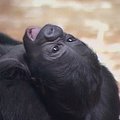 Budapešto zoologijos sode gorila nepaleidžia savo naujagimio mažylio