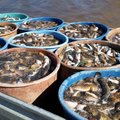 Invazinė žuvis verčia nerimauti: pasekmės jaučiamos jau dabar