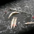 Keičiasi žvejybos taisyklės: populiariausios žuvies bus galima sugauti mažiau