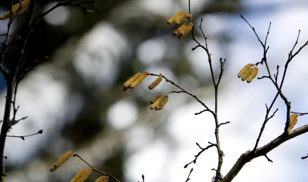Gamtininkai prašo pavasarį nelaužyti medžių šakelių