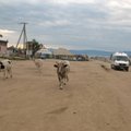 Po Rusiją keliaujantis lietuvis: Baikalo saloje karvės didesnės žvaigždės nei C. Ronaldo