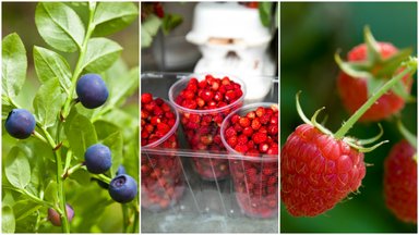 12 maisto produktų, kurių vasarą verta valgyti kuo daugiau: ir sveikatai, ir grožiui