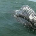 Prie Meksikos daugėja pilkųjų banginių