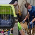 Lietuviai nedvejodami vyksta gelbėti Ukrainos gyvūnų: karas negailestingas ir jiems