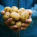 Bulvė – daugiau nei maistas: faktai, keliantys nuostabą, ir specialistų rekomendacijos, kaip tinkamai paruošti