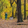 Vilniuje tvarkoma aplinka: išveš tūkstančius tonų lapų