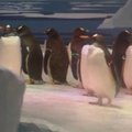 Londono vandens parke įsikūrė papuasiniai pingvinai