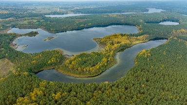 Svarbiausi faktai apie Lietuvos miškus – kiek ir kokių turime, kas juos valdo bei kaip jie tvarkomi