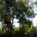 Namai medžiuose jau plinta ir Lietuvoje