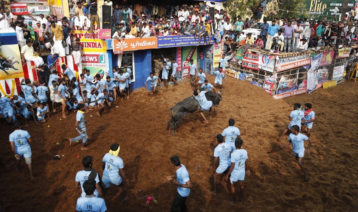 Indijoje per grumtynių su buliais festivalį mirtinai subadyti du žmonės